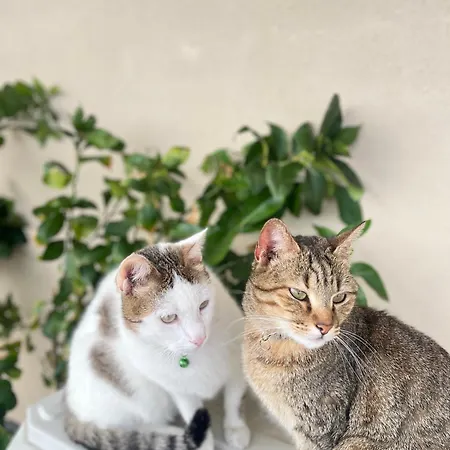 La Terrazza